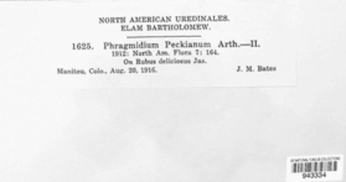 Phragmidium peckianum image